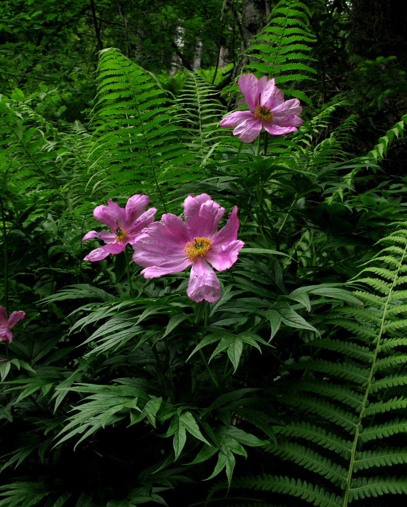 Image of Paeonia anomala specimen.