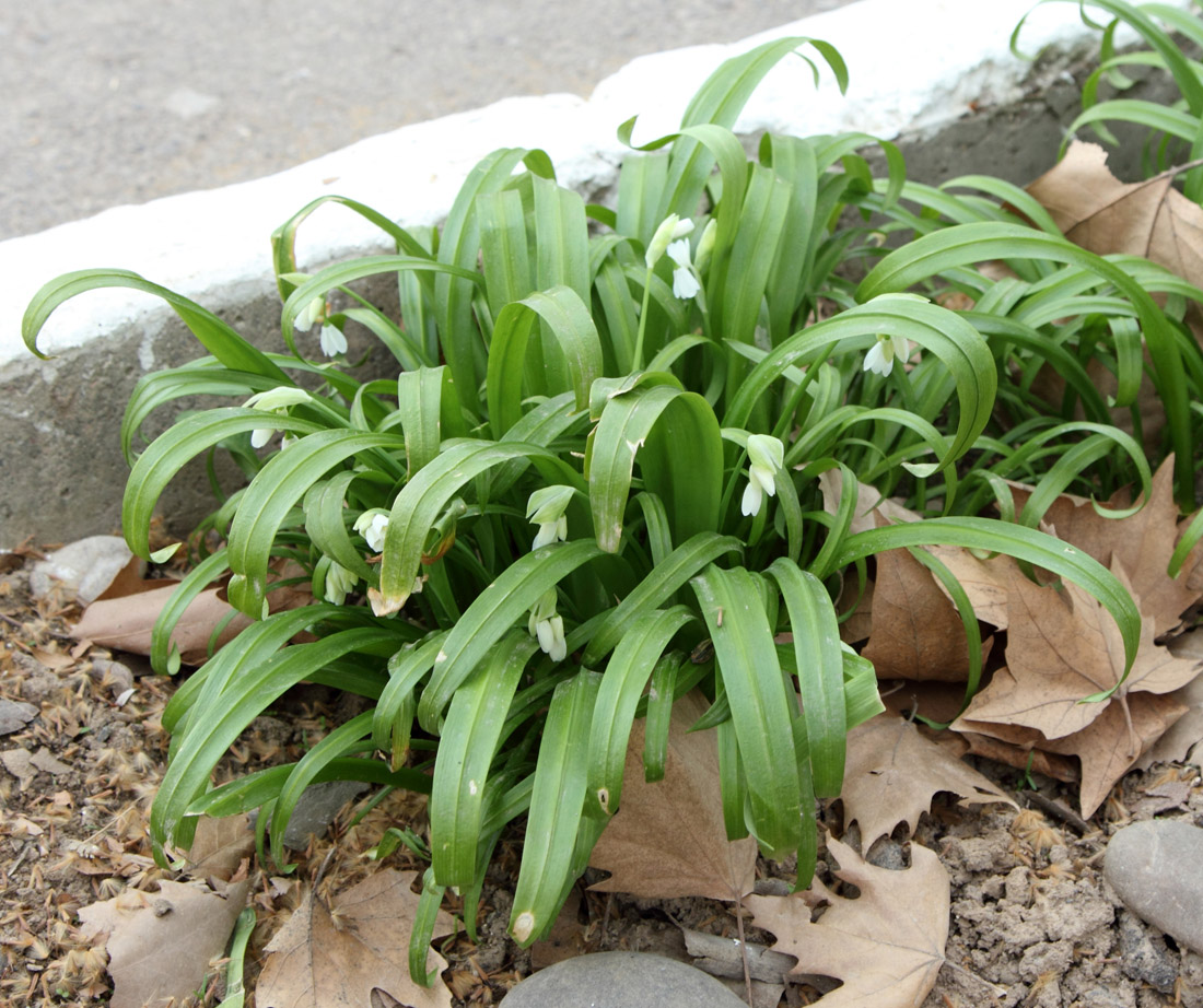 Изображение особи Allium paradoxum.