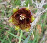 Fritillaria pyrenaica