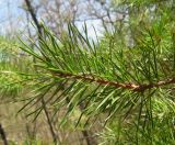 Pinus sylvestris. Ветвь с листьями (хвоей). Крым, гора Северная Демерджи, западный склон. 20 апреля 2012 г.