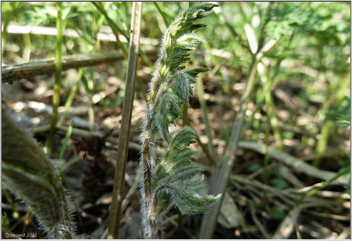 Изображение особи Chaerophyllum prescottii.