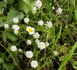 Lobularia maritima