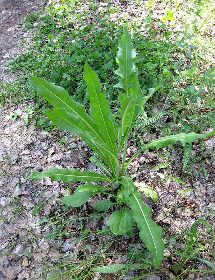 Image of Cichorium intybus specimen.