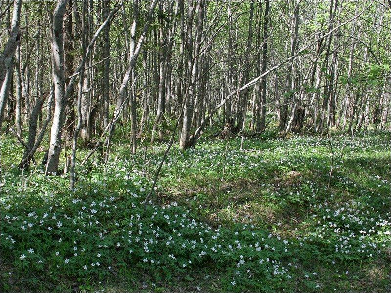 Image of Anemone nemorosa specimen.