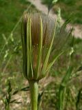 Tragopogon подвид major