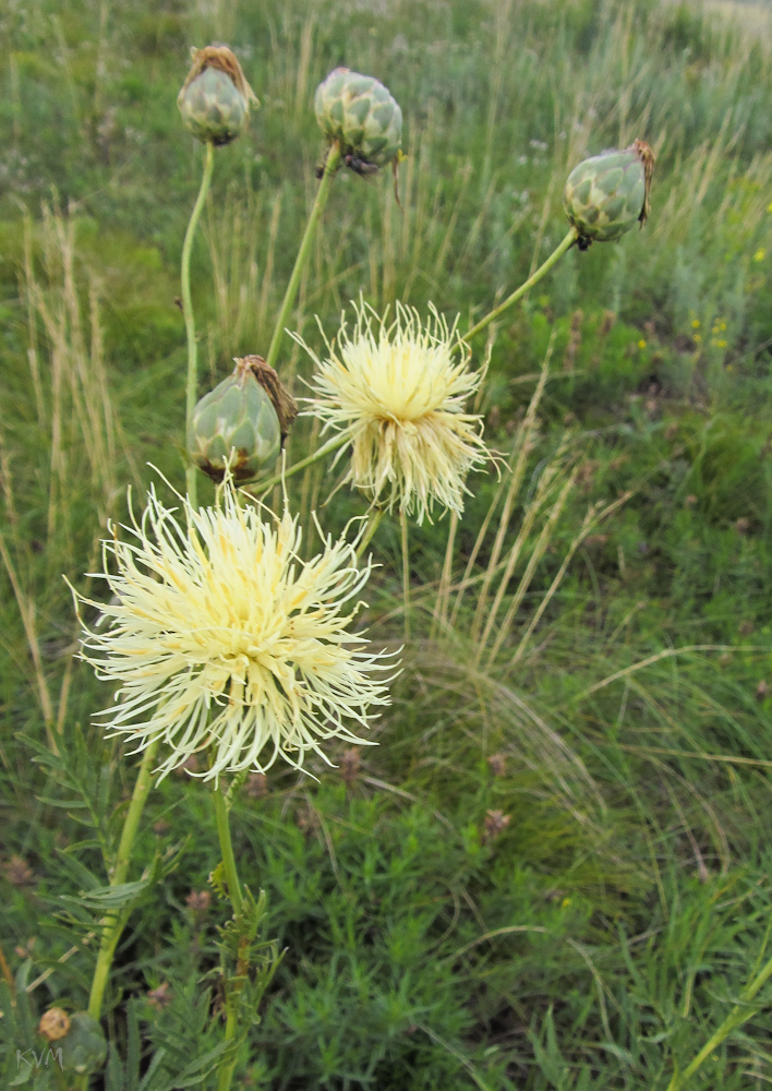 Изображение особи Rhaponticoides kasakorum.