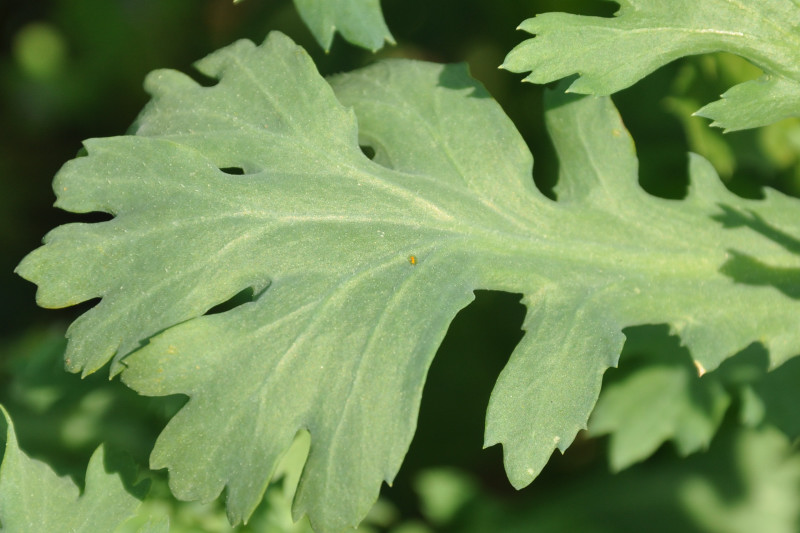 Image of Glebionis segetum specimen.