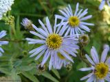 Aster amellus