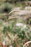 Bromus danthoniae