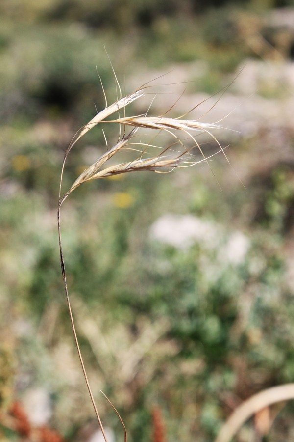 Изображение особи Bromus danthoniae.