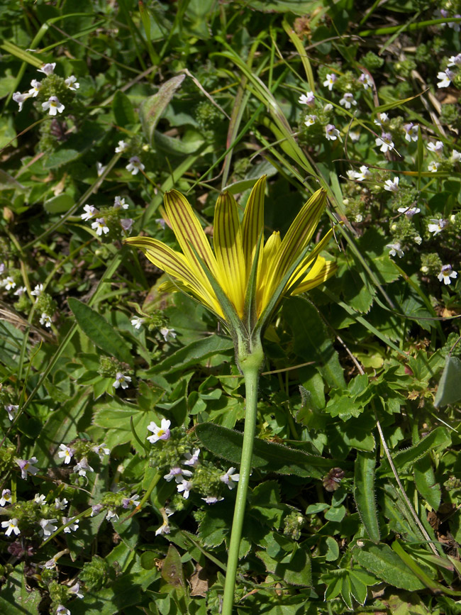 Изображение особи Tragopogon reticulatus.