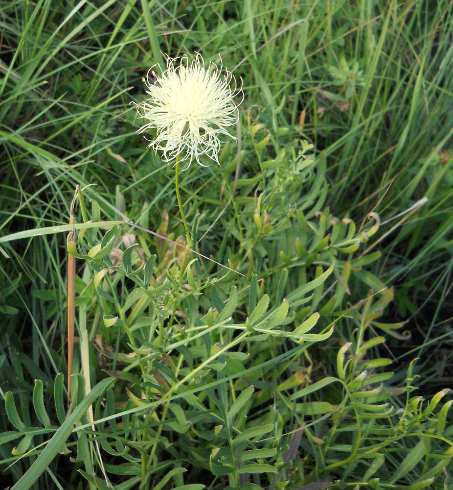 Изображение особи Rhaponticoides ruthenica.