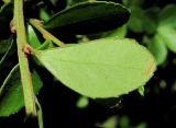 Azara microphylla