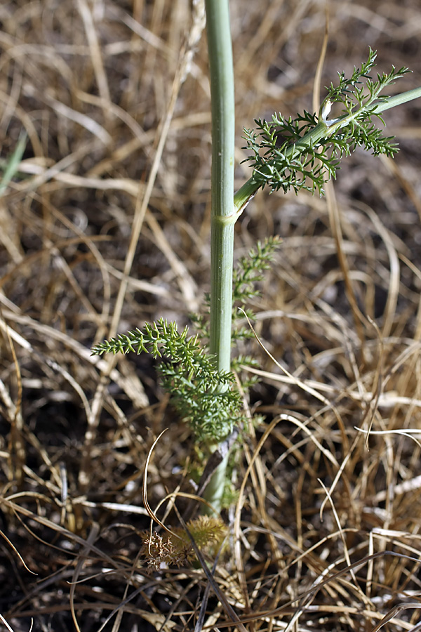 Изображение особи семейство Apiaceae.