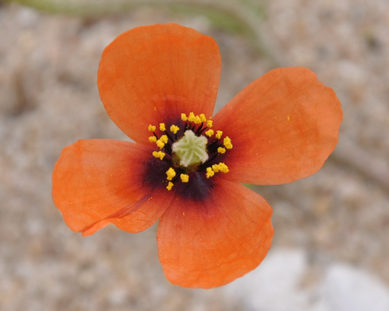 Image of Papaver nigrotinctum specimen.