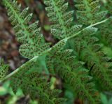 Athyrium yokoscense