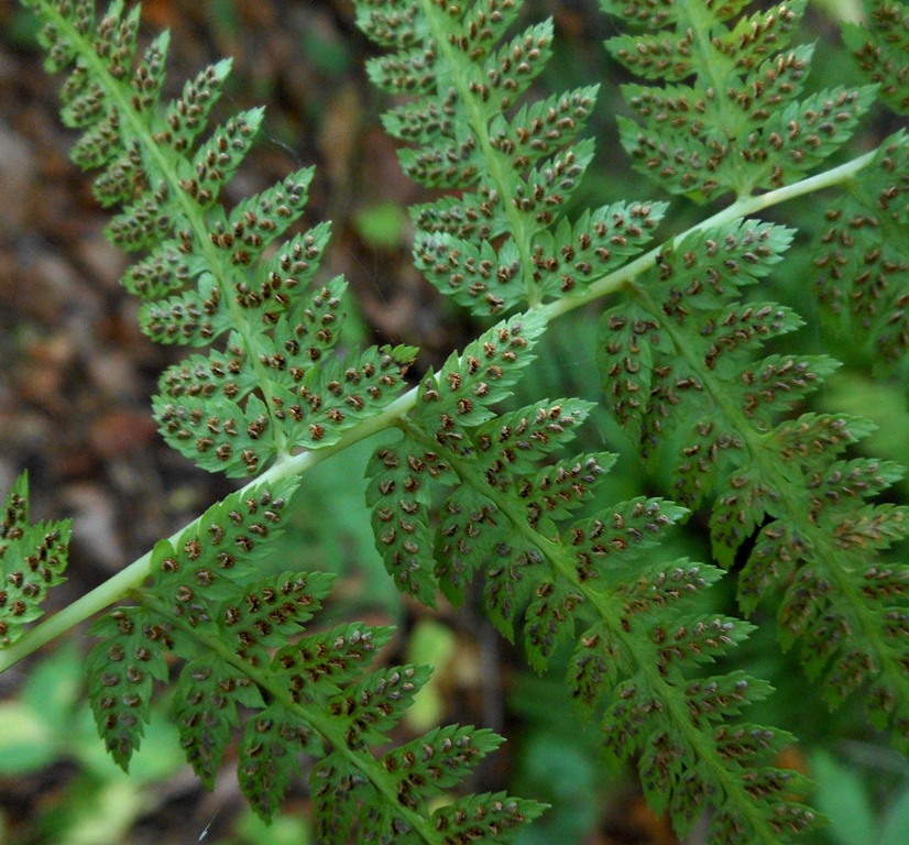 Изображение особи Athyrium yokoscense.