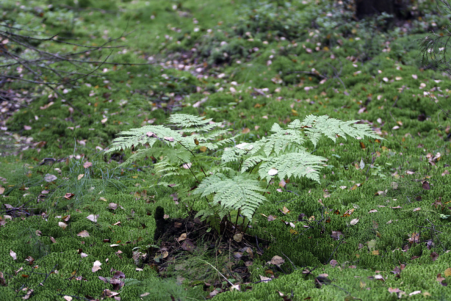 Изображение особи Dryopteris expansa.