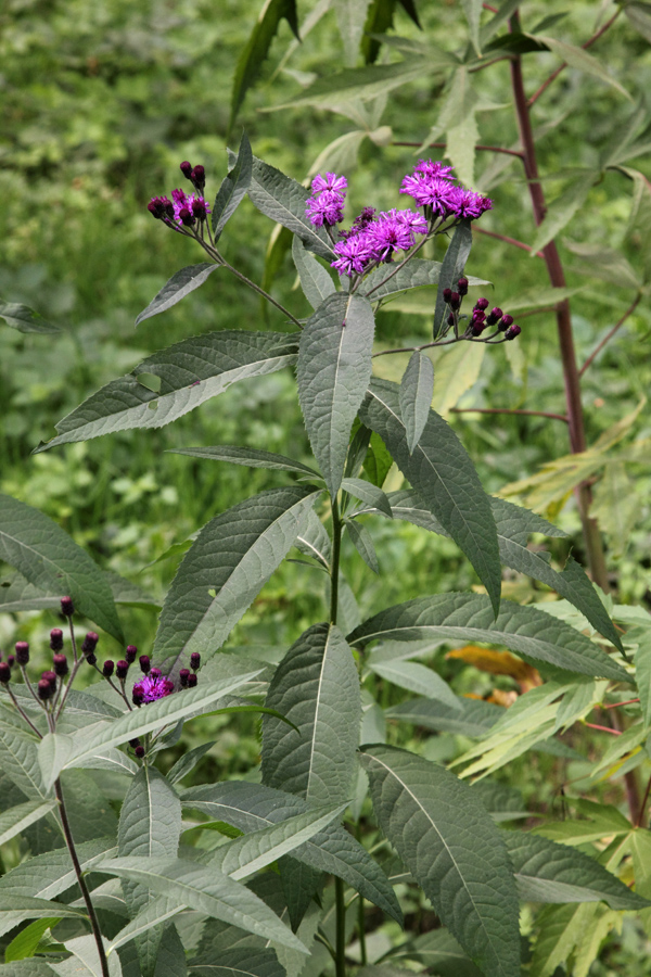 Image of Vernonia gigantea specimen.