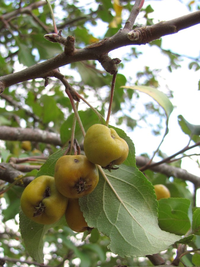 Image of Malus sylvestris specimen.