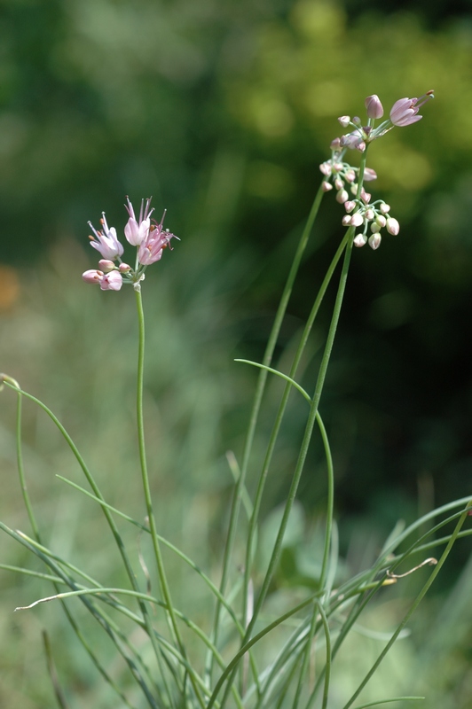 Image of genus Allium specimen.