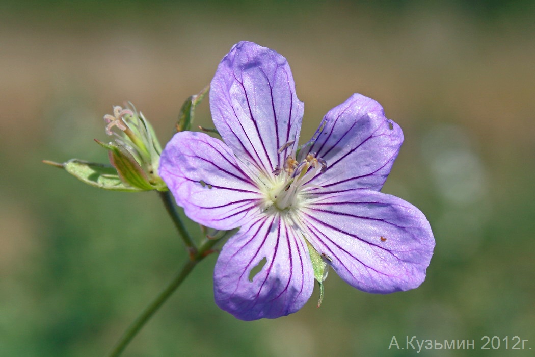 Изображение особи Geranium collinum.