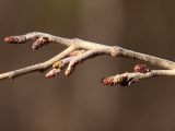 Alnus incana
