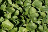 Epimedium colchicum. Листья. Германия, г. Krefeld, ботанический сад. 16.09.2012.