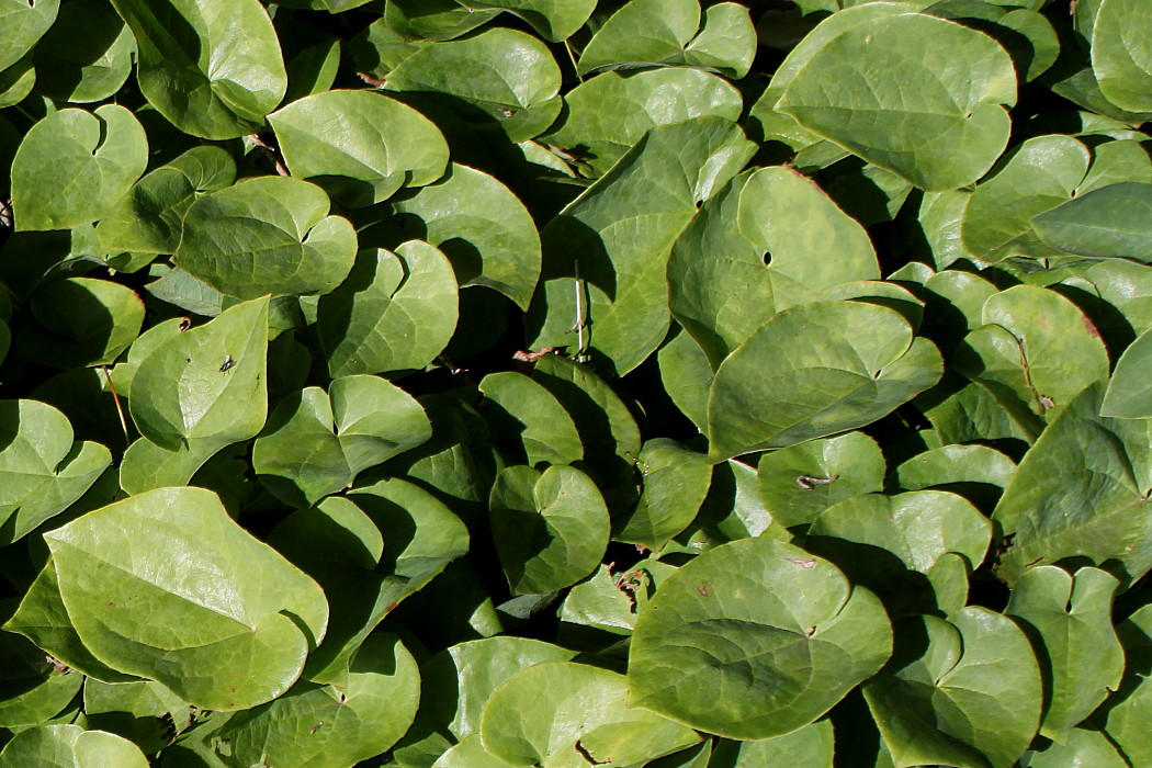 Image of Epimedium colchicum specimen.