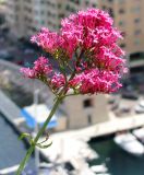 Centranthus ruber. Верхушка побега с соцветием. Монако, Монако-Вилль, Сад экзотических растений. 19.06.2012.