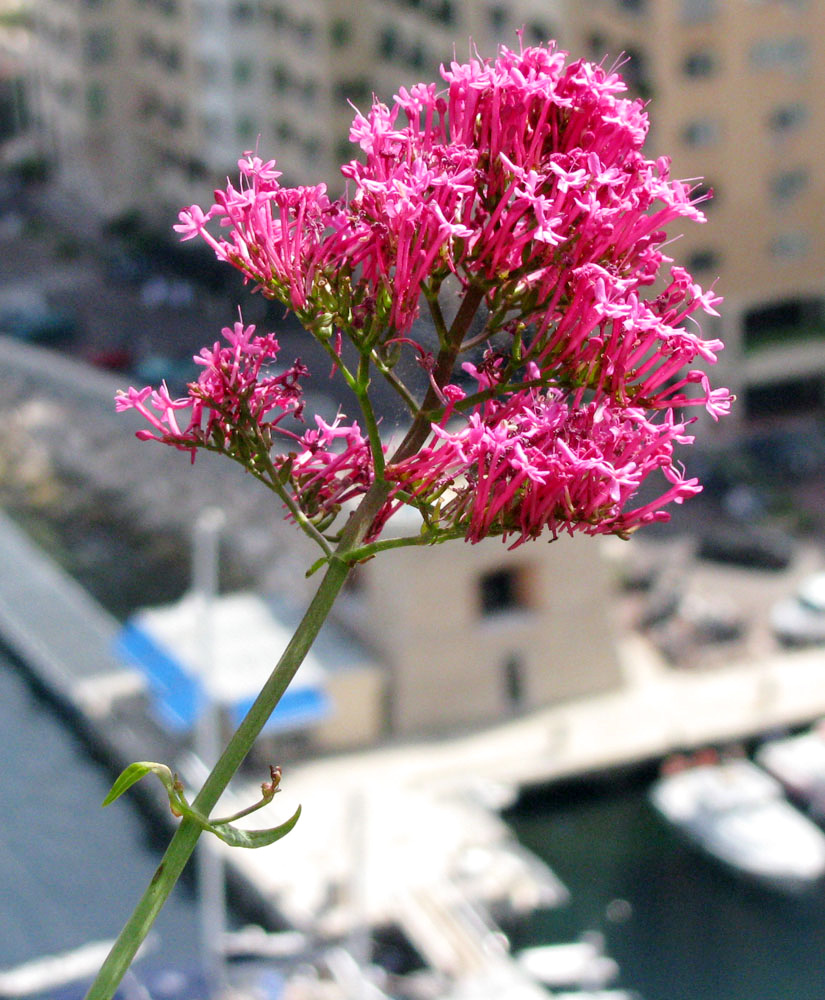 Изображение особи Centranthus ruber.