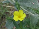 Linum nodiflorum