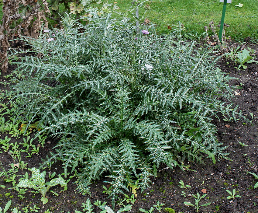 Изображение особи Galactites tomentosus.