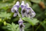 genus Aconitum
