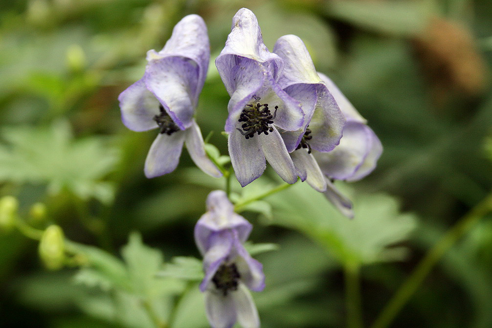 Изображение особи род Aconitum.