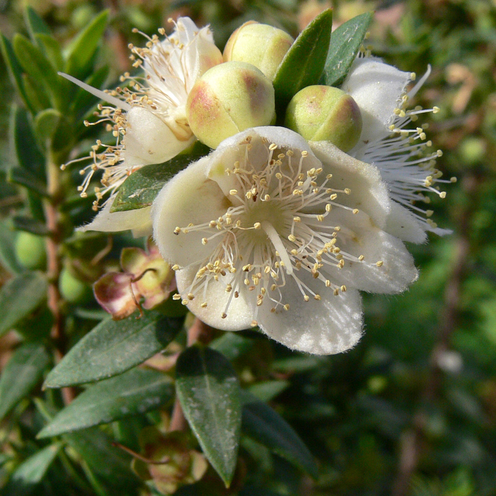 Изображение особи Myrtus communis.