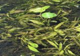 Potamogeton alpinus. Вегетирующие растения. Архангельская обл., Вельский р-н, окр. пос. Усть-Шоноша, р. Вель. 30.06.2011.