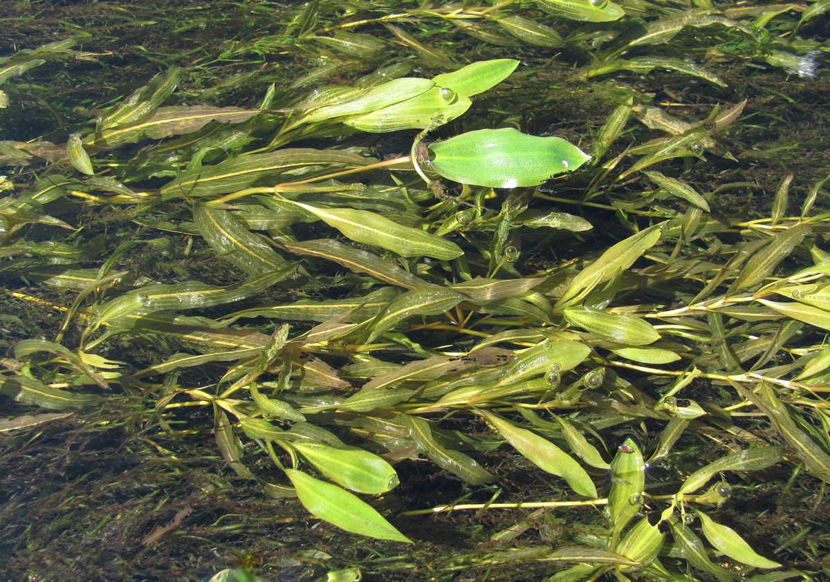 Image of Potamogeton alpinus specimen.