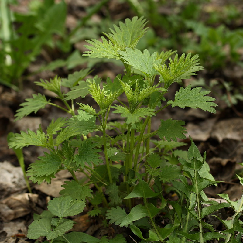 Изображение особи Urtica dioica.