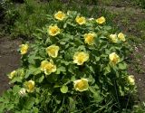 Paeonia mlokosewitschii