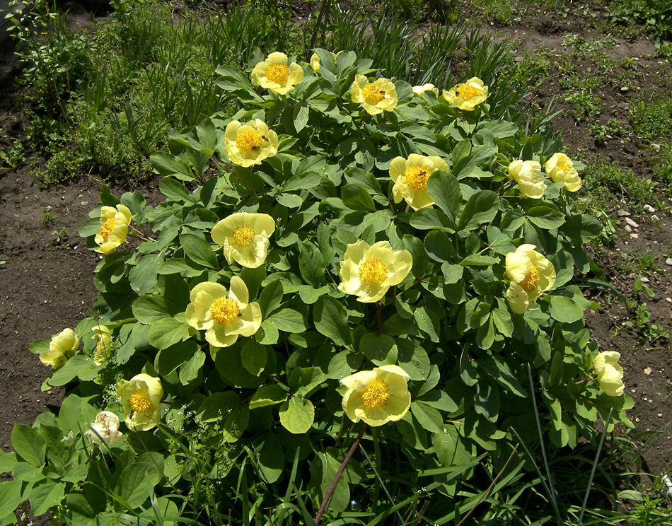 Изображение особи Paeonia mlokosewitschii.