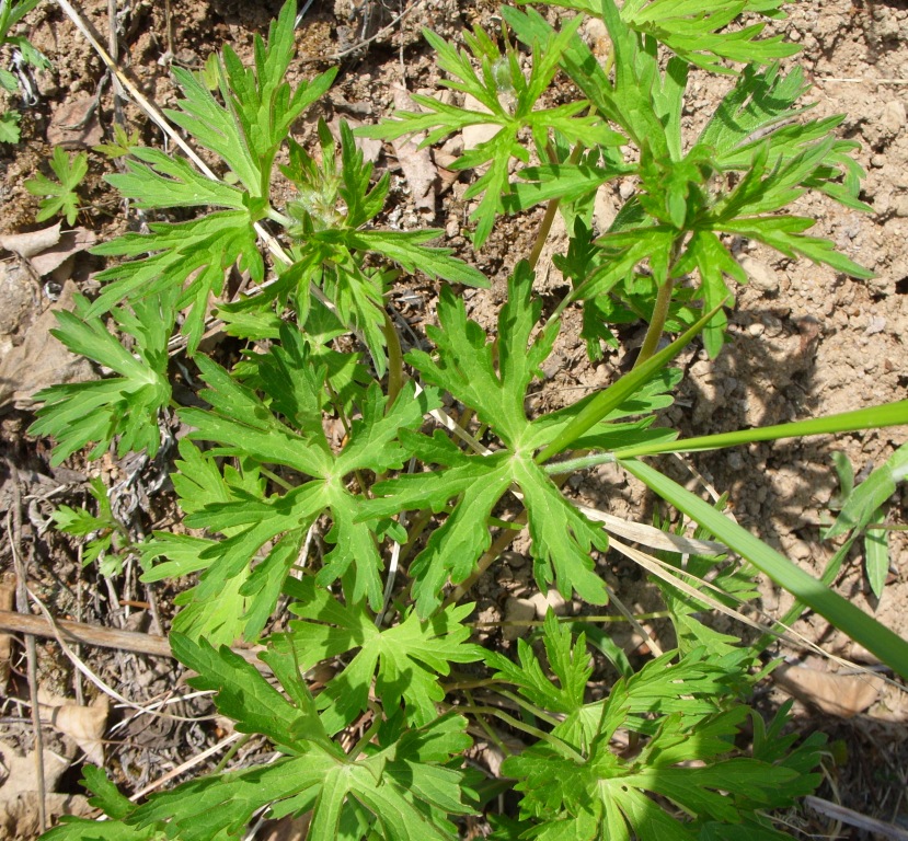 Image of genus Geranium specimen.