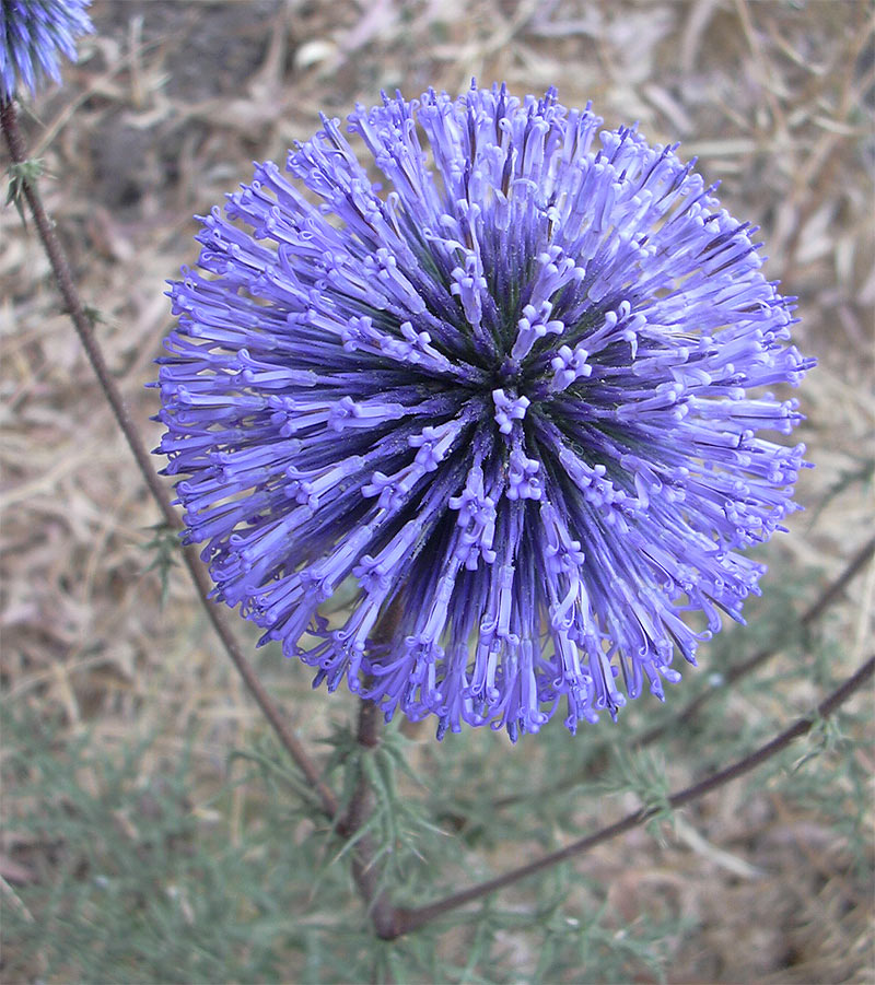 Изображение особи Echinops adenocaulos.