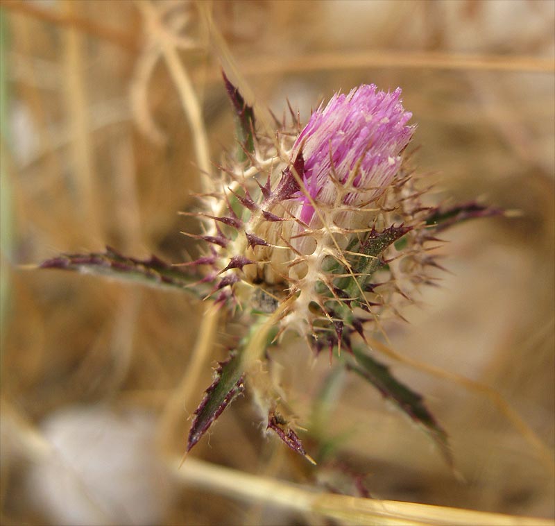 Image of Atractylis cancellata specimen.