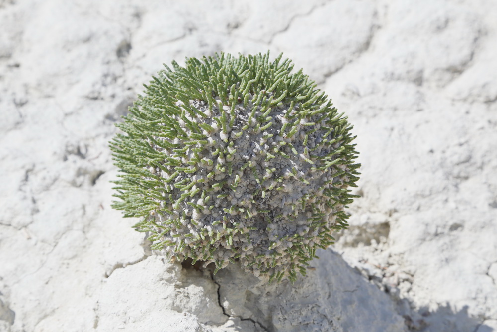 Image of Anabasis cretacea specimen.