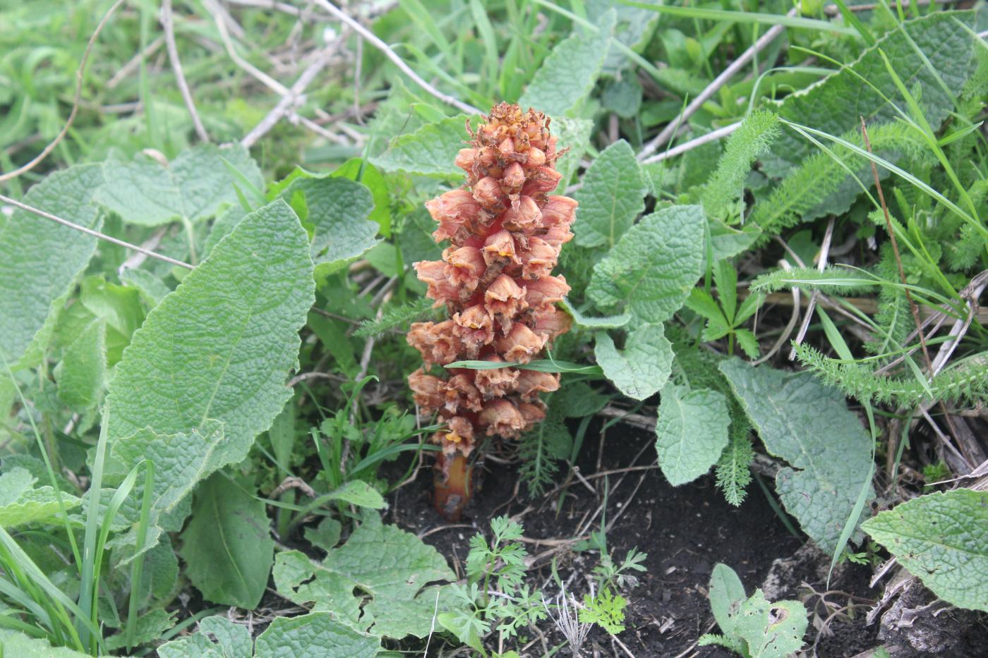 Изображение особи Orobanche colorata.