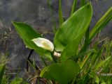 Calla palustris