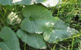 Phlomoides tuberosa. Листья. Тамбовская обл., Петровский р-н, дер. Новая Васильевка, разнотравный луг. 07.06.2013.