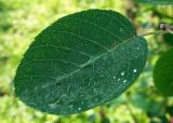 Amelanchier spicata