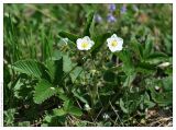 Fragaria vesca. Цветущее растение. Республика Татарстан, Кукморский р-н, опушка леса. 29.05.2009.